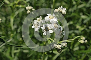 White `Sneezewort` flowers - Achillea Ptarmica