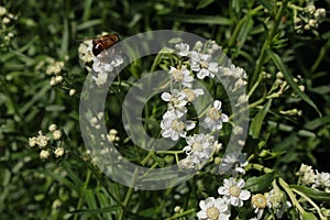 White `Sneezewort` flowers - Achillea Ptarmica
