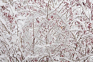 White snow on a barberry branches on a frosty winter day. Natural botanical background
