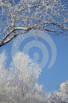 White snow on a bare birch tree branches on a frosty winter day, close up. Natural botanical background