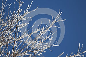 White snow on a bare tree branches on a frosty winter day with blue sky, close up. Natural botanical background