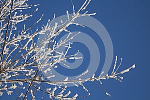 White snow on a bare tree branches on a frosty winter day with blue sky, close up. Natural botanical background