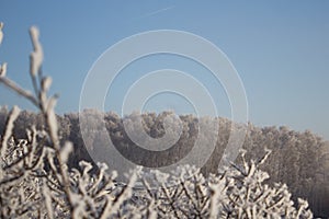 White snow on a bare tree branches on a frosty winter day with blue sky, close up. Natural botanical background