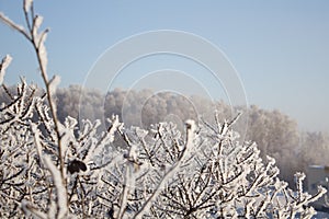 White snow on a bare tree branches on a frosty winter day with blue sky, close up. Natural botanical background