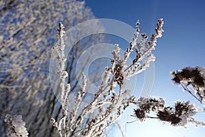 White snow on a bare tree branches on a frosty winter day, close up. Natural background. Selective botanical background. High