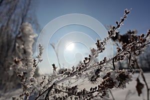 White snow on a bare tree branches on a frosty winter day, close up. Natural background. Selective botanical background. High