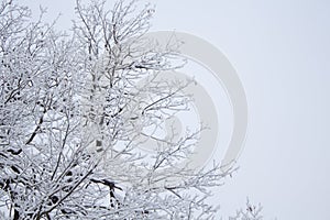 White snow on a bare tree branches on a frosty winter day, close up. Natural botanical background