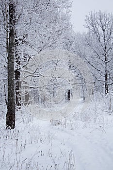 White snow on a bare tree branches on a frosty winter day, forest trail. Natural botanical background