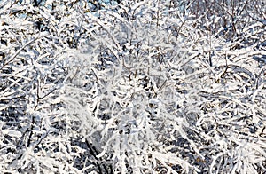 White snow on a bare tree branches on a frosty winter day. Natural background
