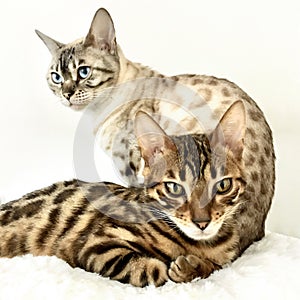 White snow bengal and golden Bengal cat
