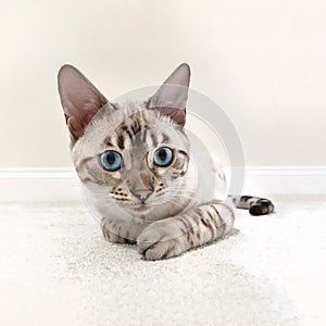 White snow Bengal kitten with blue eyes