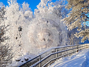 White Snow and Blue Sky in a Cold Winter Weather in Finland