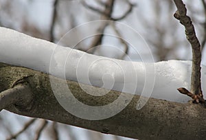 White snow on a branch of a horse-chestnut