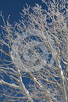 White snow covered aspen branches against a dark blue sky