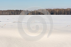 White snow-covered hilly field, on the horizon a group of dark trees against a background of snow and blue sky. Winter landscape