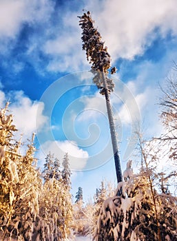 White snow covered winter forest