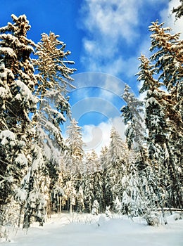 White snow covered winter forest