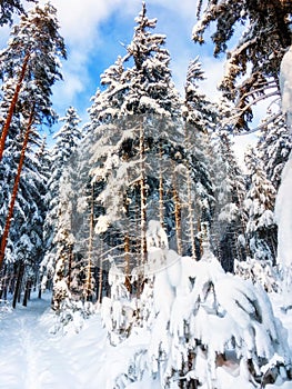 White snow covered winter forest