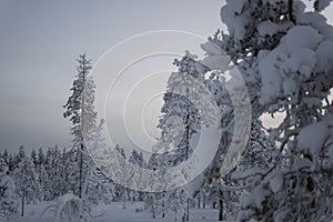 White snow covering a beautiful white landscape in Rovaniemi