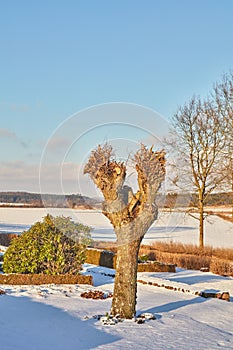 White snow covering garden on a winter day, with trimmed hedges and frosted tree branches against a clear, peaceful sky