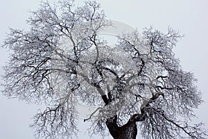 Bianco la neve copertura Quercia un albero 