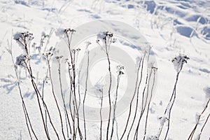 White snow on a dry frosty grass, close up. Natural botanical background