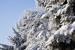 White snow on a fir tree branches on a frosty winter day with blue sky, close up. Natural botanical background