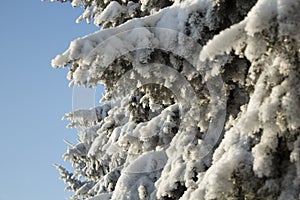 White snow on a fir tree branches on a frosty winter day with blue sky, close up. Natural botanical background