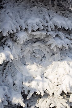 White snow on a fir tree branches on a frosty winter day, close up. Natural botanical background