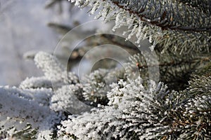 White snow on a fir tree branches on a frosty winter day, close up. Natural botanical background