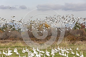 White Snow Goose