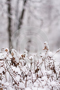 White Snow Lie On Bushes On Blurred Background In Winter Parke