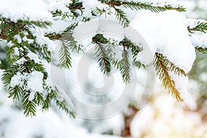 White snow lies on the branches of a Christmas tree. Photo for greeting cards. Christmas mood.