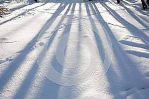 White snow surface with tree shadows