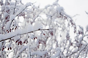 White snow on a tree branches with frosty barberry, close up. Natural botanical background