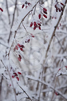 White snow on a tree branches with frosty barberry, close up. Natural botanical background