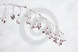 White snow on a tree branches with frosty barberry, close up. Natural botanical background