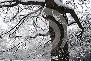 White snow on a tree branches in the winter forest