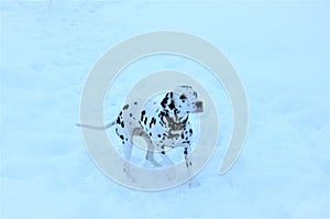 on white snow white dog with black spots Dalmatian