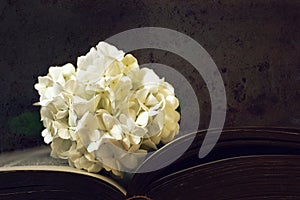 White snowball flower on grunge background