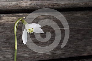 White snowbell closeup on wooden grey background, empty space, clear simplicity spring mood