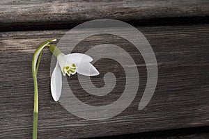 White snowbell closeup on wooden grey background, empty space, clear simplicity spring mood photo