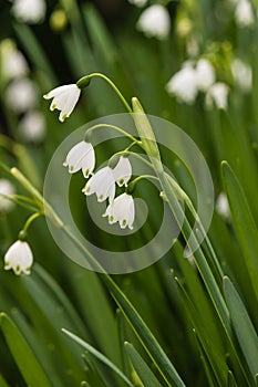 White snowbell flowers photo