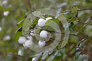 The white snowberry a shrub from the honeysuckle family