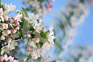 White SnowDrift Crabapple Tree Flower Blossoms