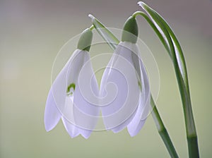 White snowdrop