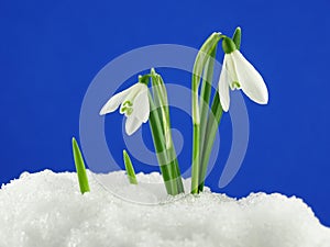 White snowdrop