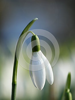 White snowdrop