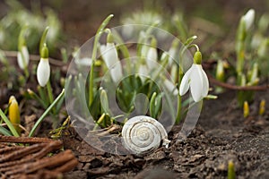 White snowdrop bell and empty snail shell.