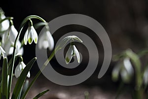 White Snowdrop Bloom